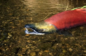 A sockeye is a sockeye is a sockeye. Agree? One fish, one species, one flippin' recipe.