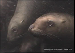 Summer counts of Steller sea lions along Alaska's rugged coast suggests the Far North's most endangered pinniped may be continuing a slow recovery that first appeared three years ago.