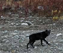 A wolf attack in Marshall, Alaska has left three sled dogs and three puppies dead.