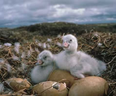 Cygnets, the chicks of a tundra swan