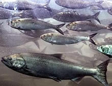 Chinook salmon