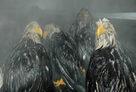 At least 19 eagles died Friday afternoon when 50 of the birds gorged themselves in a truck full of fish waste outside of the Ocean Beauty Seafoods processing plant in Kodiak.