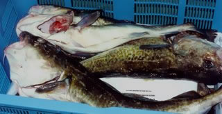 We should have started flying these P. cod to London instead of Korea.