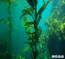Marine Ecosystems
