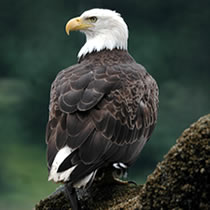 The U.S. Fish and Wildlife Service has confirmed that the bald eagle will be officially taken off the endangered species list in February.