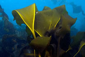 Researchers from NOAA Fisheries, Kobe University and the University of British Columbia have recently announced the discovery of a new species of kelp - and a new genus altogether.