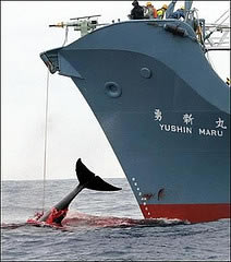 Many international news stories have recently pointed out that the International Whaling Commission (IWC) will be meeting in Anchorage, Alaska from May 4 to 31, 2007.