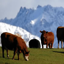 Scottish scientists may have found a solution to slowing global warming. Limiting cow flatulence.