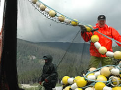 Governor Sarah Palin today announced her recommendations to the legislature for three vacancies on the Alaska Board of Fisheries. Governor Palin is recommending the reappointment of John Jensen, of Petersburg, and Mel Morris, of Kodiak, and the appointment of William Brown, of Juneau, to the board.