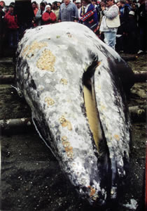 Five men from the Makah Native American tribe in Washington state facing federal charges for killing a gray whale say they were hunting under tribal rights.