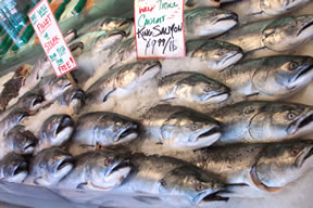 The Pacific Fishery Management Council is considering canceling the 2008 salmon fishing season in California and Oregon because of a dramatic decline in salmon population.