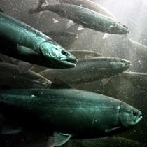 Global warming has already affected salmon in the Columbia River and other U.S. streams could face an uncertain future if global temperatures continue to warm.