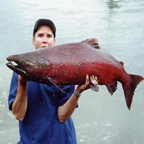 Salmon fishing in Bristol Bay Alaska