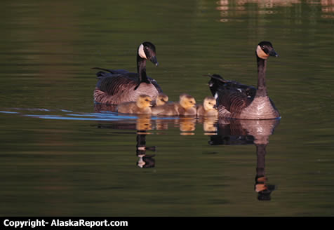 Canada Geese goslings