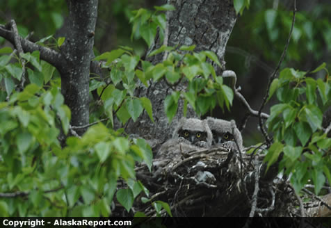 Horned Owl