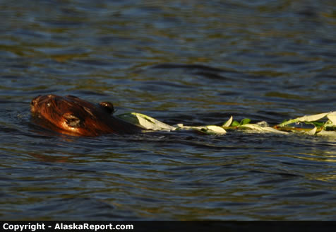 Muskrat