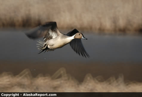 Northern Pintail in flight