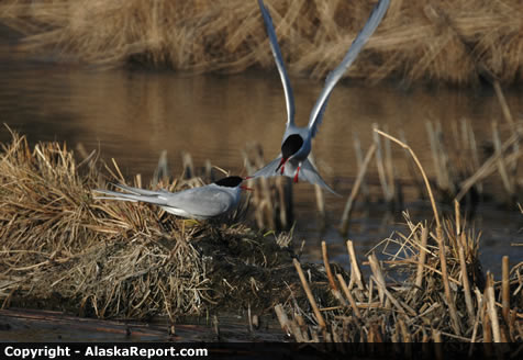 Arctic Terns nestbuilding