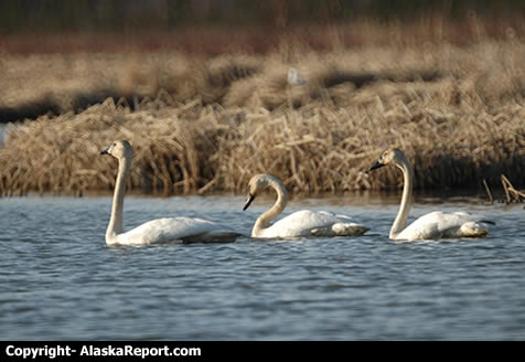 Tundra Swans