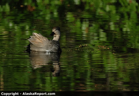 Female American Widgeon