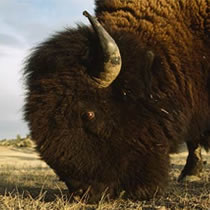 Scientists, conservationists and ranchers say they are advocating restoration measures designed to repopulate large areas with bison.