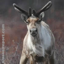 Counting the Largest Caribou Herd in Alaska