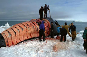 Alaska Natives and conservation groups are joining forces to stop oil and gas related seismic activity planned for this summer in the Arctic's Chukchi and Beaufort Seas that could be detrimental to scores of marine mammals