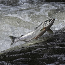 NOAA's Fisheries Service released today a trio of biological opinions that provide comprehensive, far-reaching plans for the protected salmon species.
