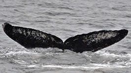 Dan Salden of the Hawaii Whale Research Foundation took this photograph of whale NMMLID 229 in Southeast Alaska's Seymour Canal on December 3, 2006.