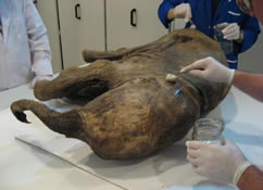 Researchers apply a dilute formalin solution to discourage growth of fungi that colonized the carcass after it eroded out of a Siberian riverbank.