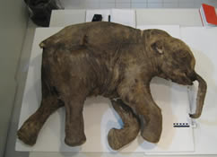 Fisher and Rountrey will also conduct stable-isotope studies on tusk and molar samples to determine the animal's health, the changing fat content of its mother's milk, and variations in local air temperature during its lifetime.