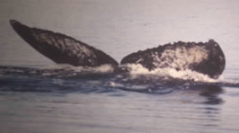 Charles Jurasz photographed the flukes of humpback NMMLID 229 in Frederick Sound on August 15, 1978
