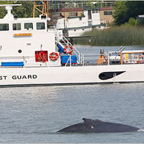 Two humpback whales have turned back downstream toward San Francisco Bay after a week lost upriver near Sacramento, California, authorities said Sunday.