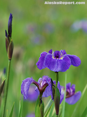 Alaska Iris