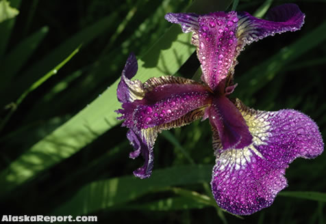 Iris field