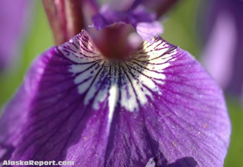 Iris field