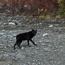 The killing of wolves to boost moose and caribou populations in Alaska has made headlines all over the country. Back in 1960, a government program to stock an Alaska island with wolves received less attention.