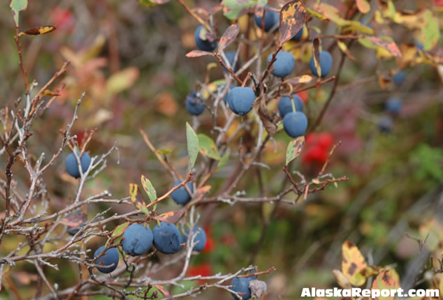 Ripe blueberries in Denali National Park, Alaska - September 3rd, 2007