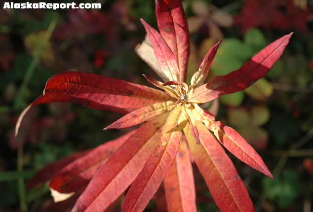 A fireweed plant along the Parks Highway, Alaska - September 3rd, 2007