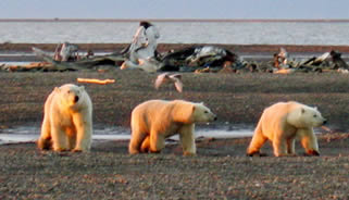 Three polar bears prowl the Beaufort Sea coast